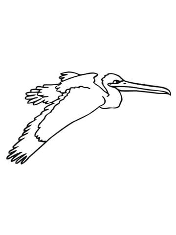 Flying Pelican Coloring Page